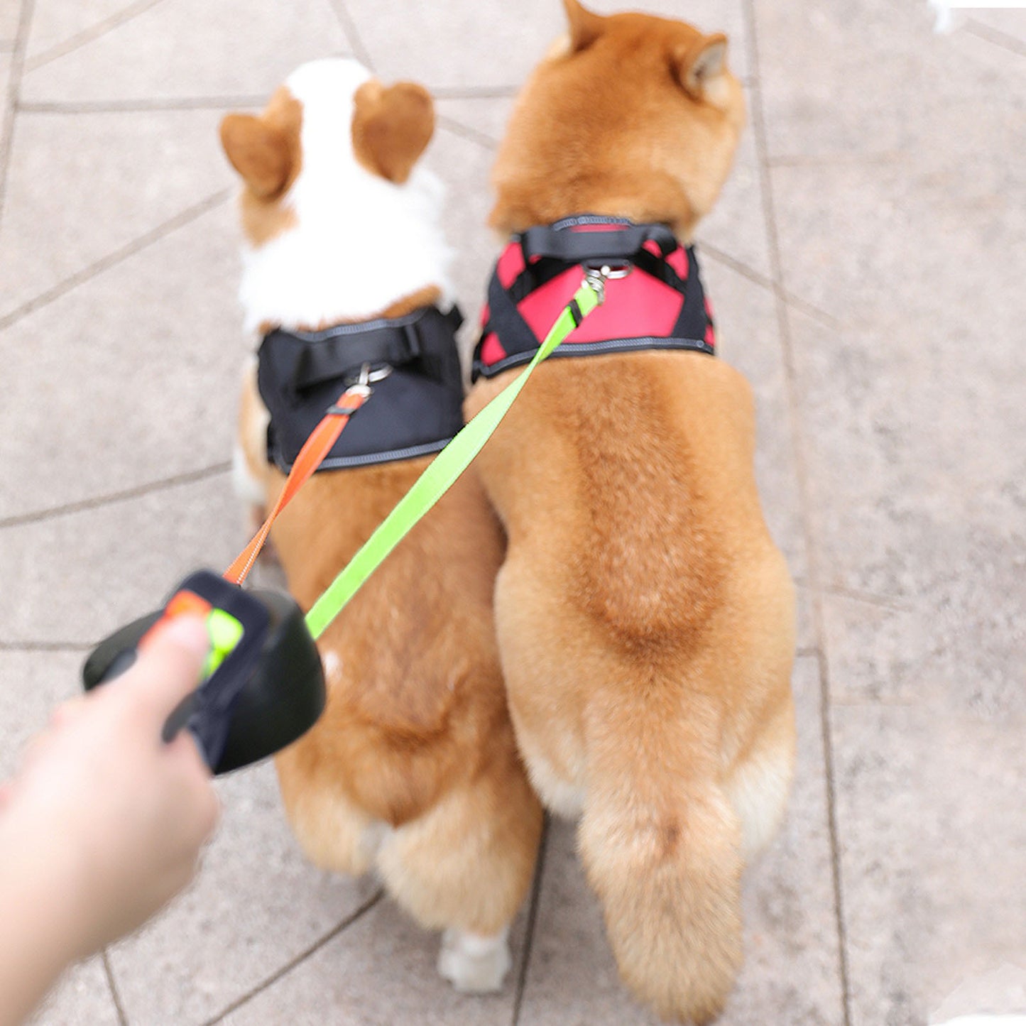 Dog Double Head Multicolor Rope,  Pet Leash